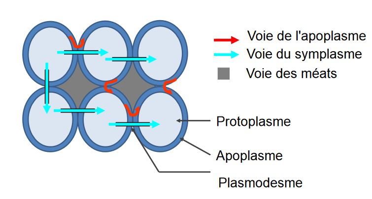 Voies d'échanges entre les cellules dans un tissu végétal