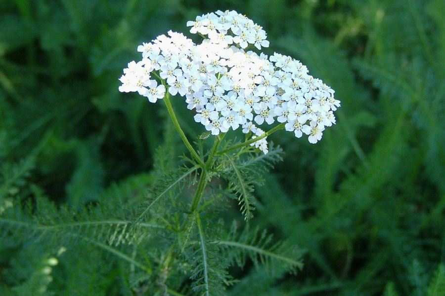 Achillea