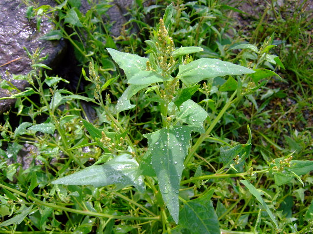 Atriplex