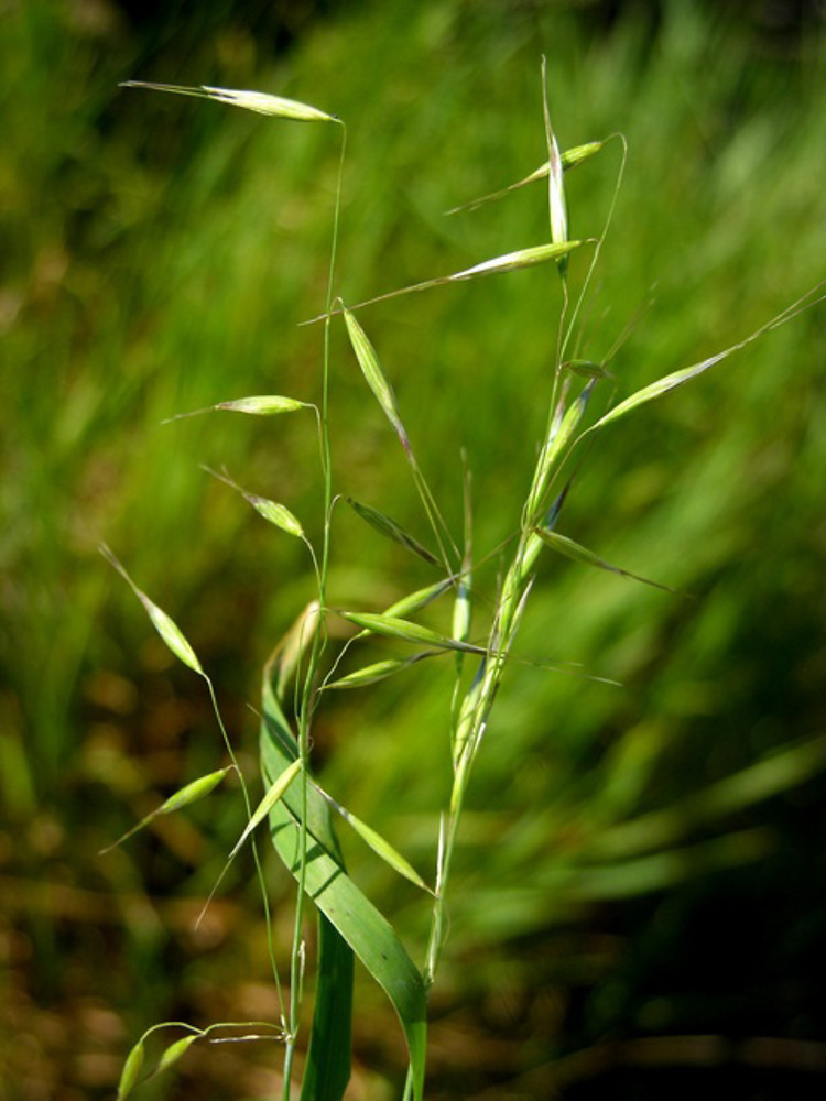 Avena