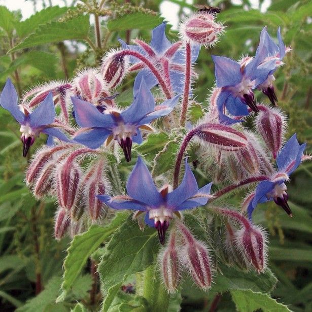 Borago