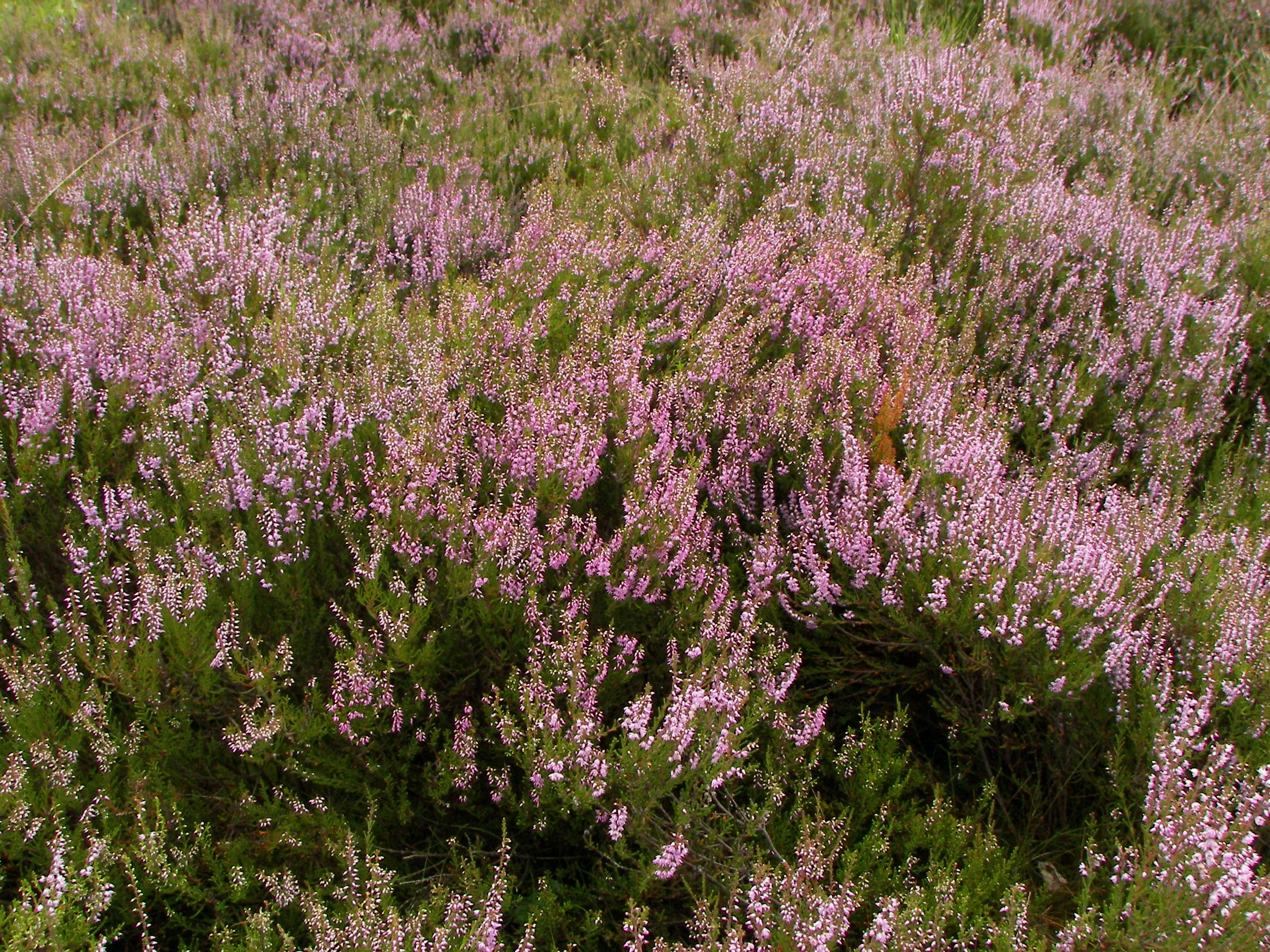 Calluna