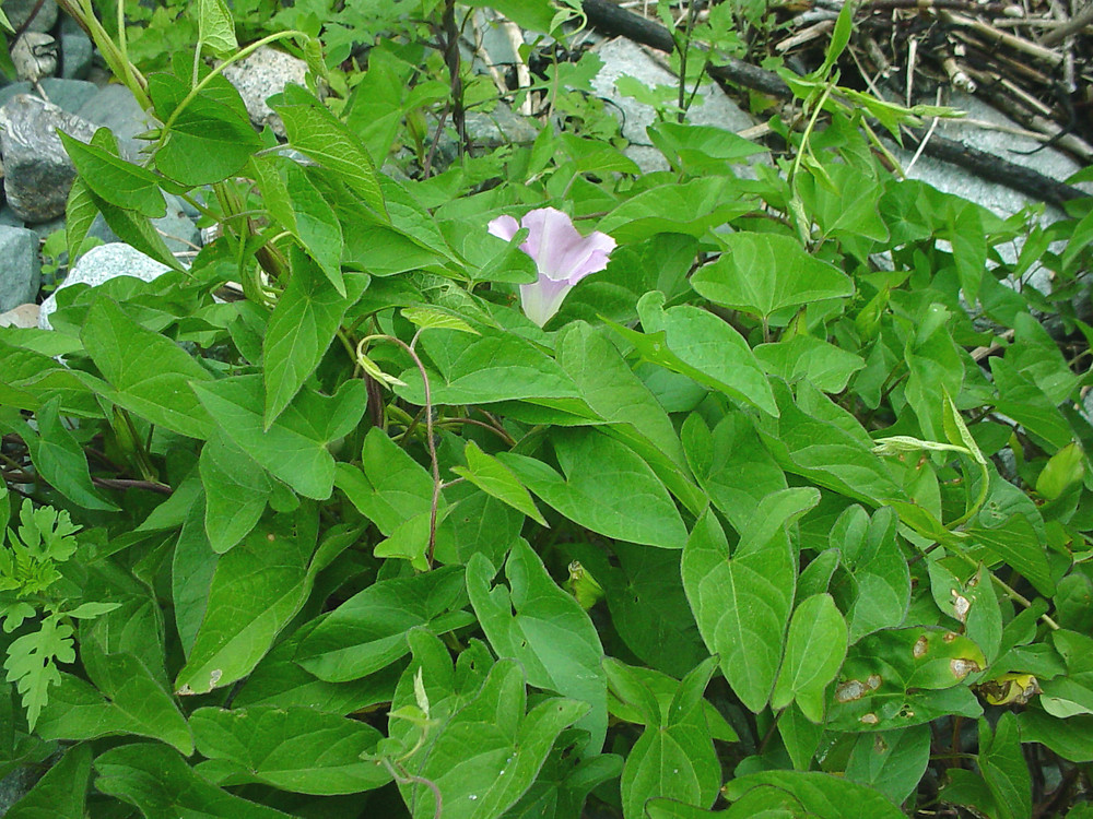 Calystegia