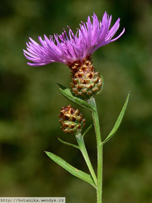 Centaurea