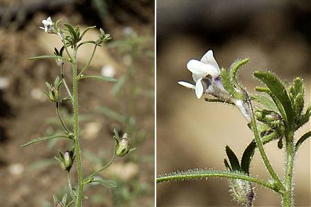 Chaenorrhinum