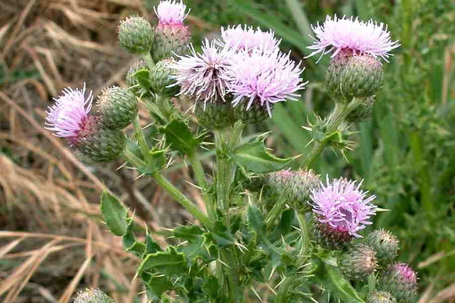 Cirsium