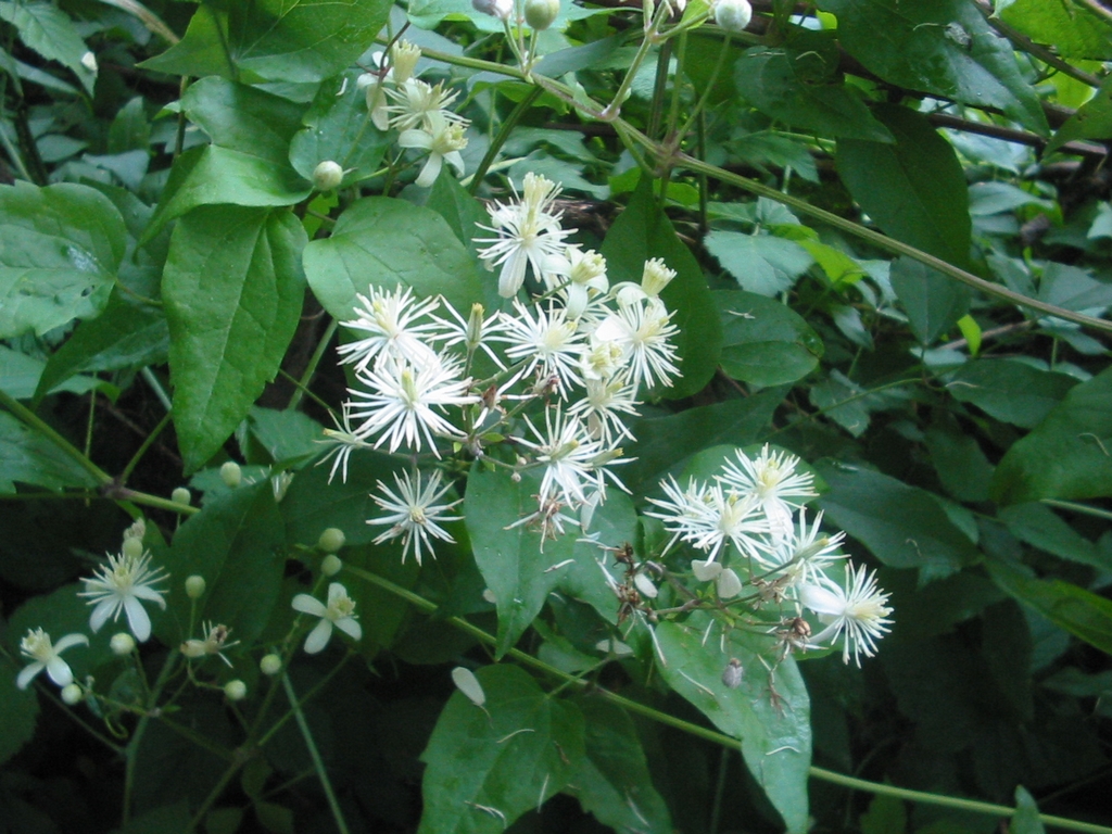 Clematis