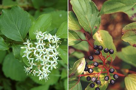 Cornus