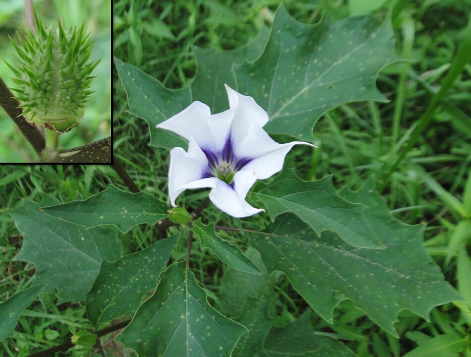 Datura