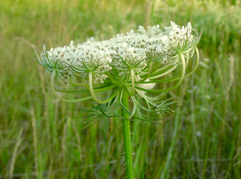 Daucus