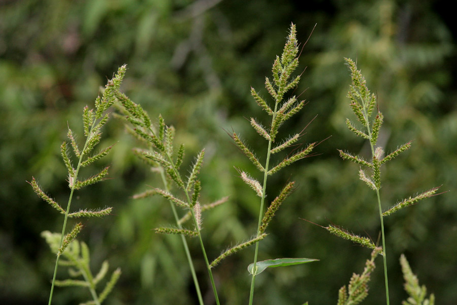 Echinochloa