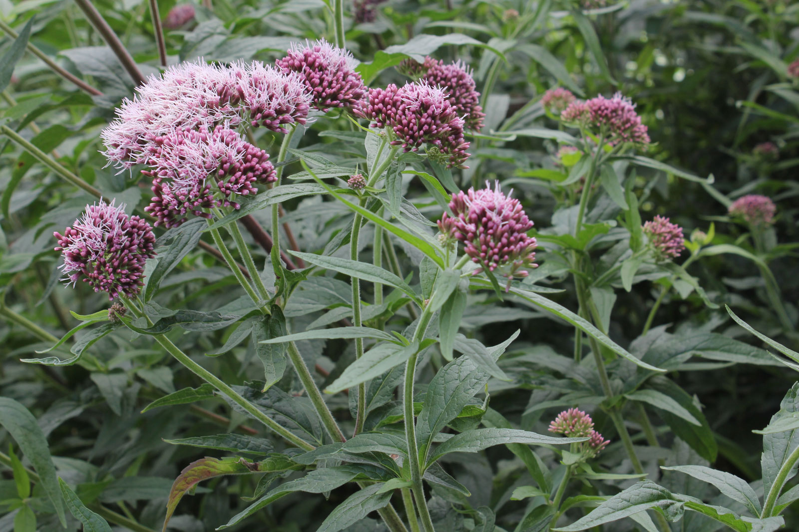 Eupatorium