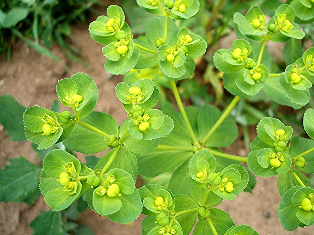 Euphorbia