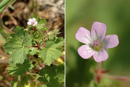 Geranium