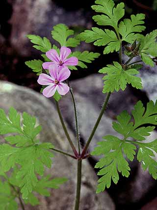 Geranium robertianum