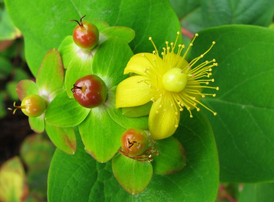 Hypericum