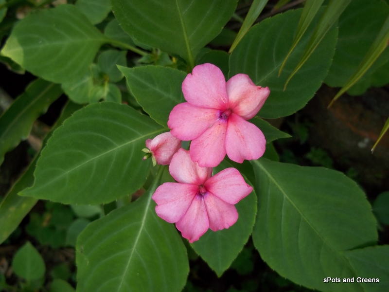 Impatiens