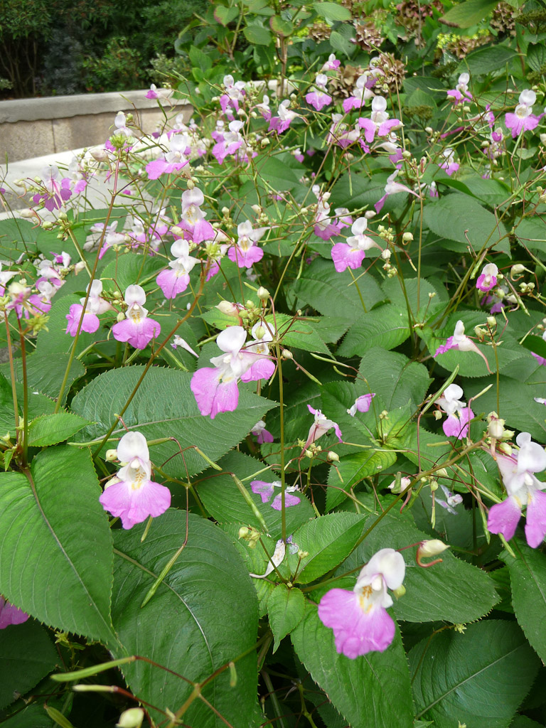 Impatiens balfouri