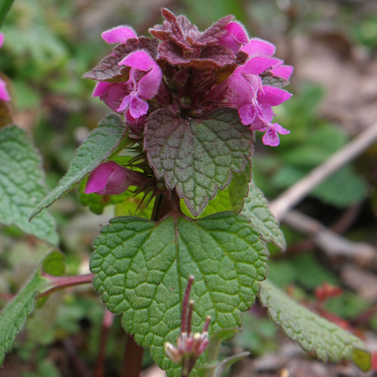 Lamium