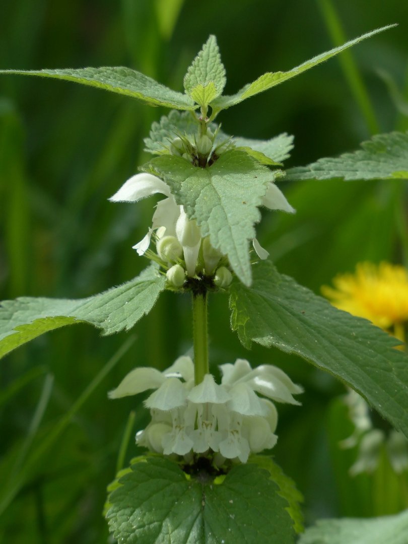 Lamium