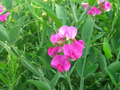 Lathyrus