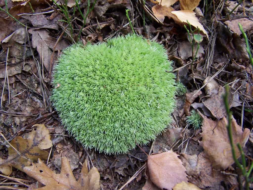 Leucobryum