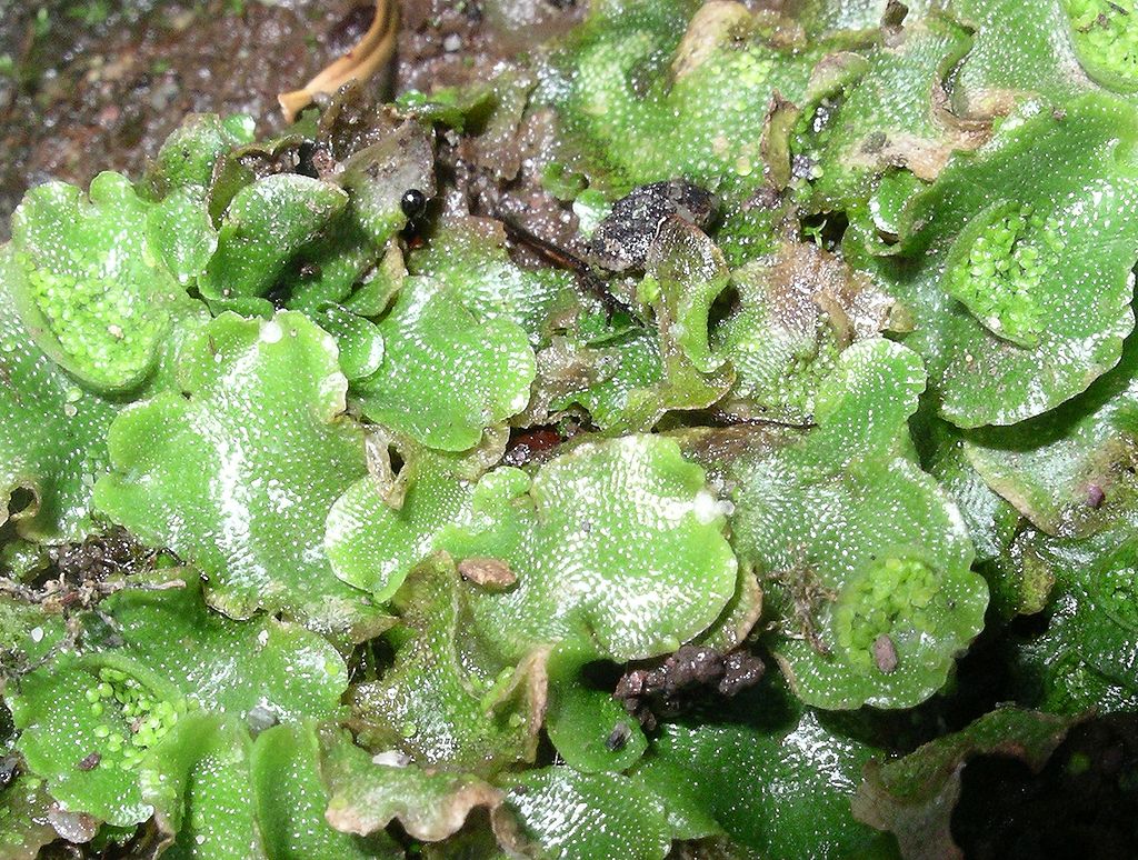 Lunularia