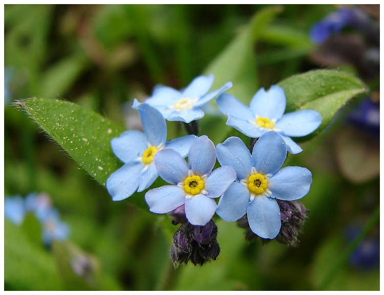 Myosotis