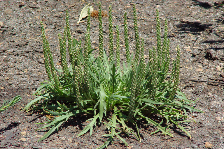 Plantago