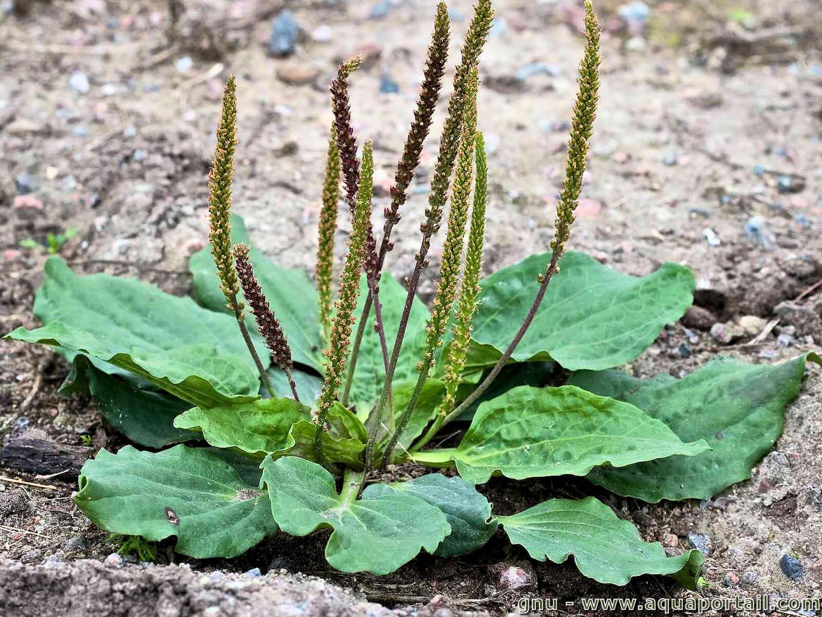 Plantago major