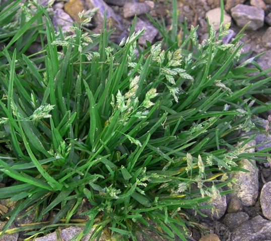 Poa