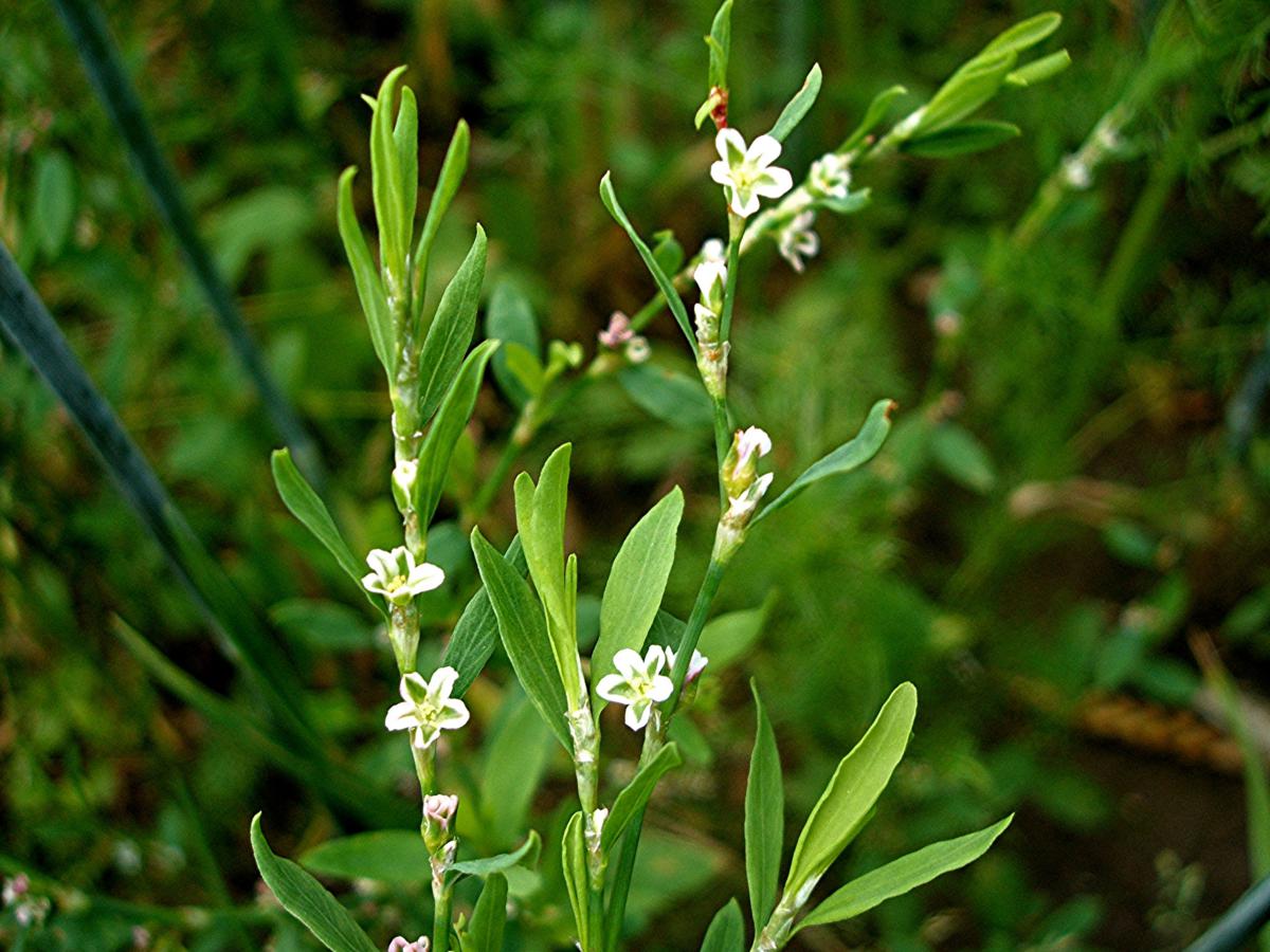 Polygonum