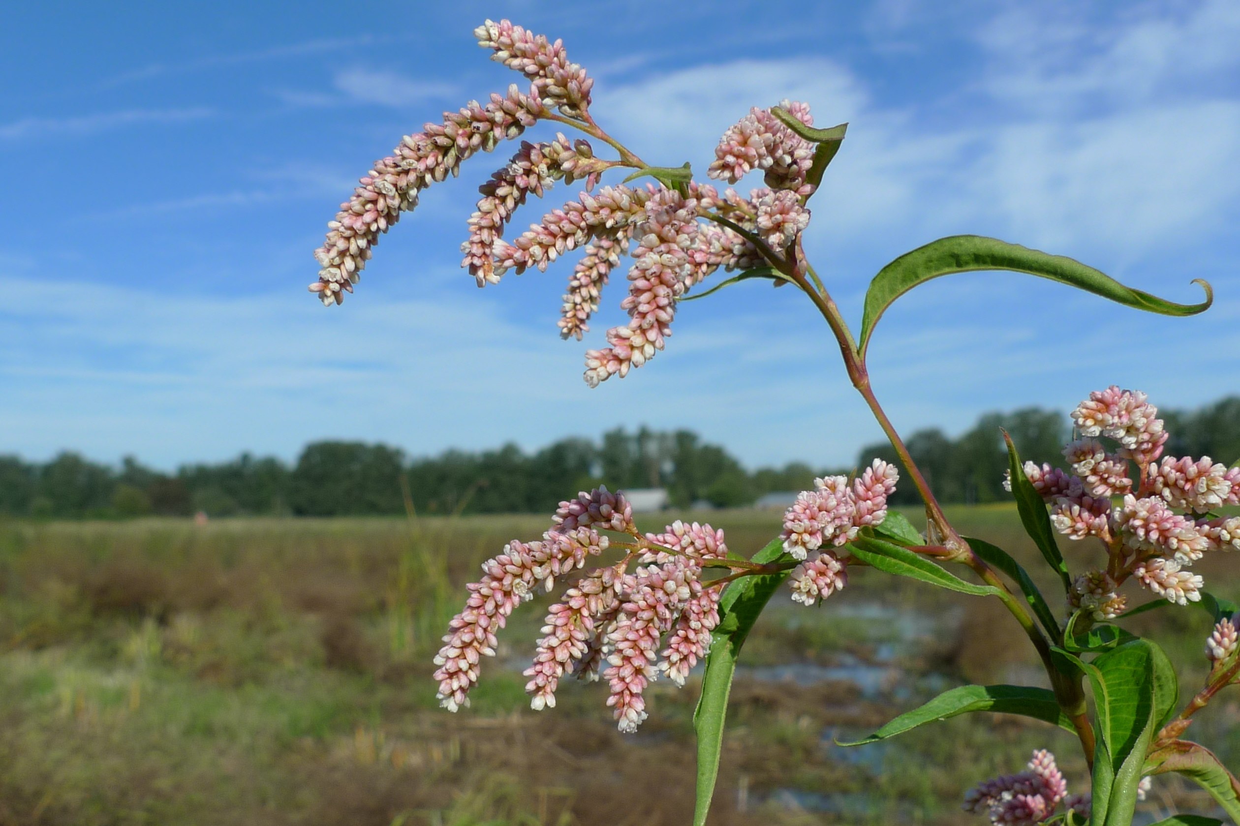 Polygonum