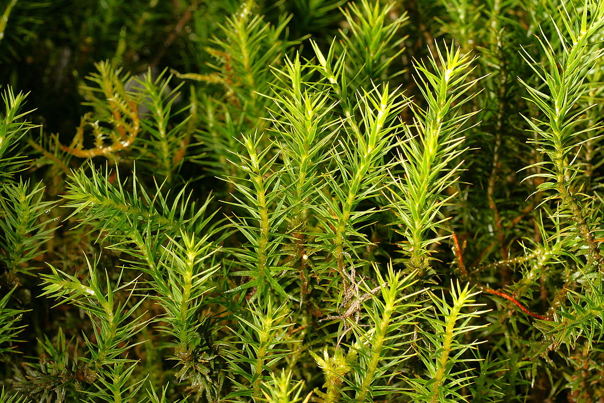 Polytrichum