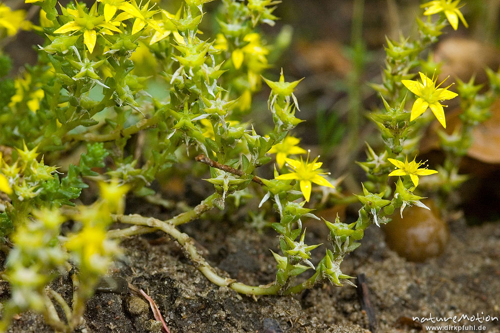 Sedum