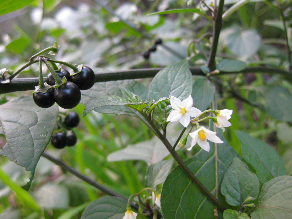 Solanum