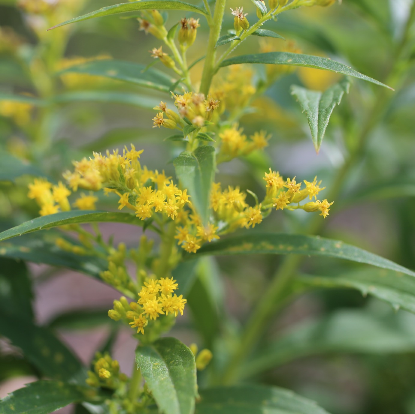 Solidago