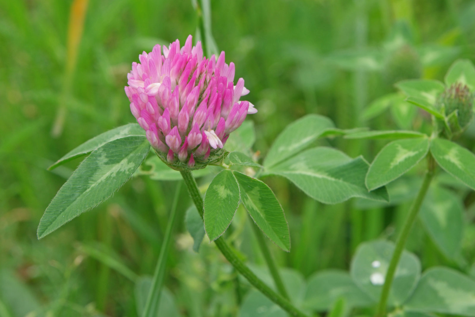 Trifolium