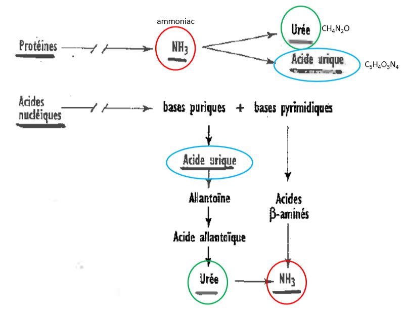 Produits du catabolisme des Acides nucléiques et Protéines