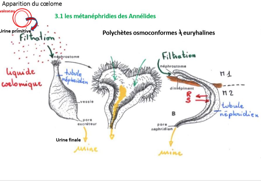 Les métanéphridies des Annélides