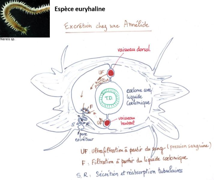 Les métanéphridies des Annélides