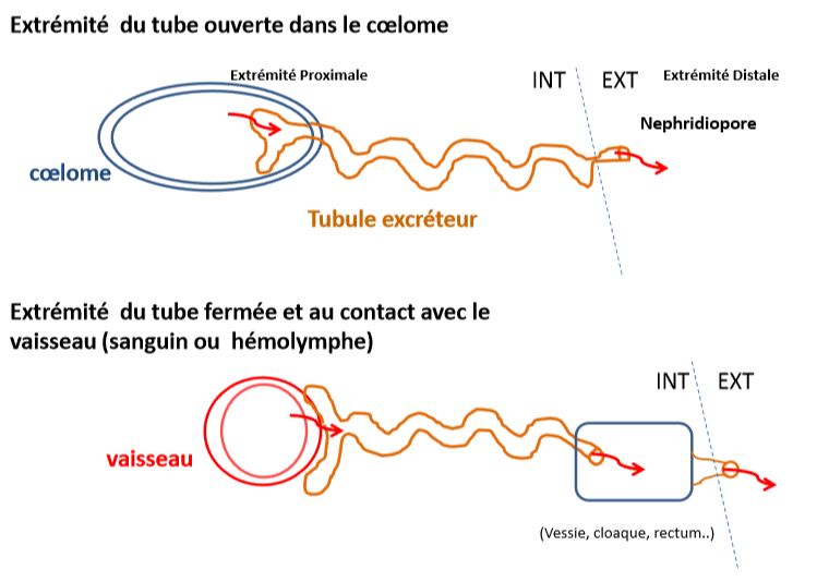 Représentation schématique des appareils excréteurs