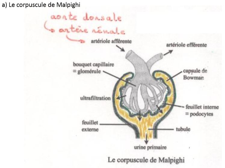 Strcture du Néphron