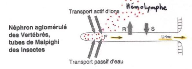 Filtration par transport d'ions