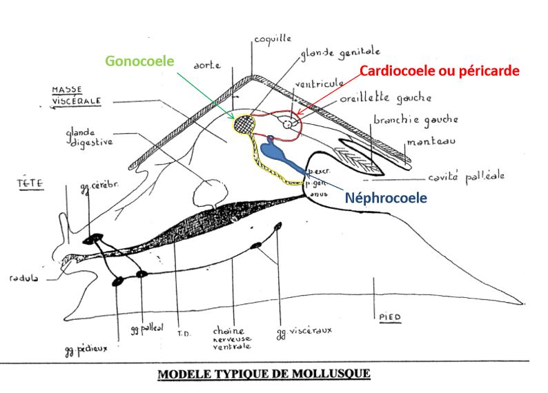 Les néphridies des mollusques