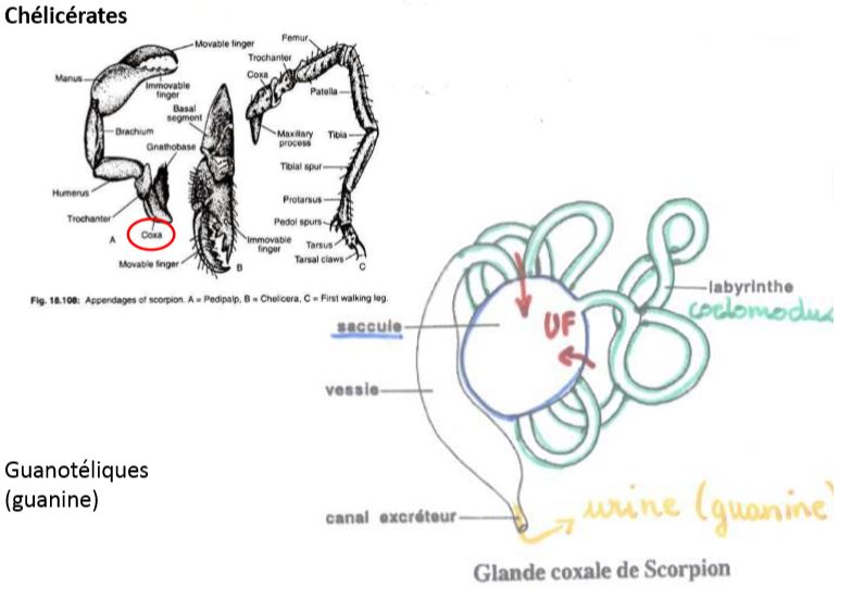 Origine mésodermique des néphridies