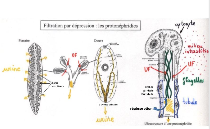 Filtration par dépression