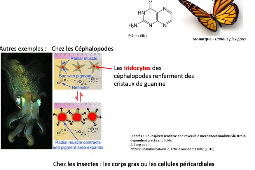 La ptérine et ses dérivés