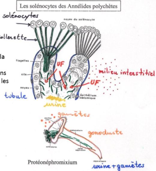 Les néphridies à solénocytes