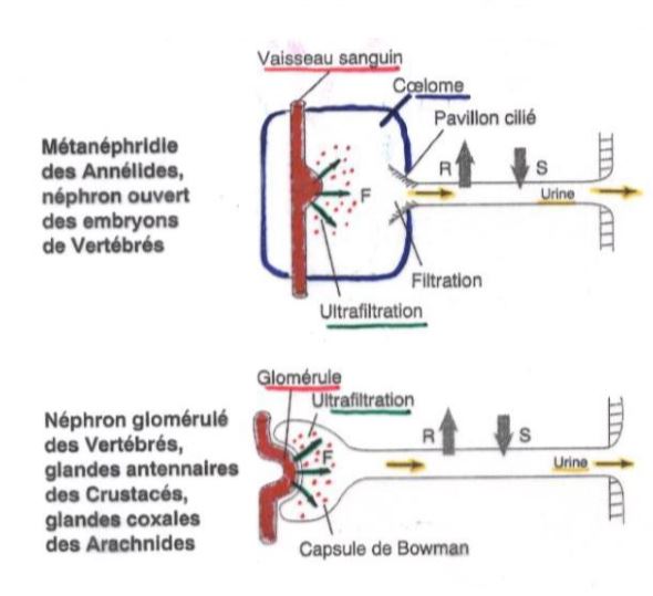 Filtration par surpression